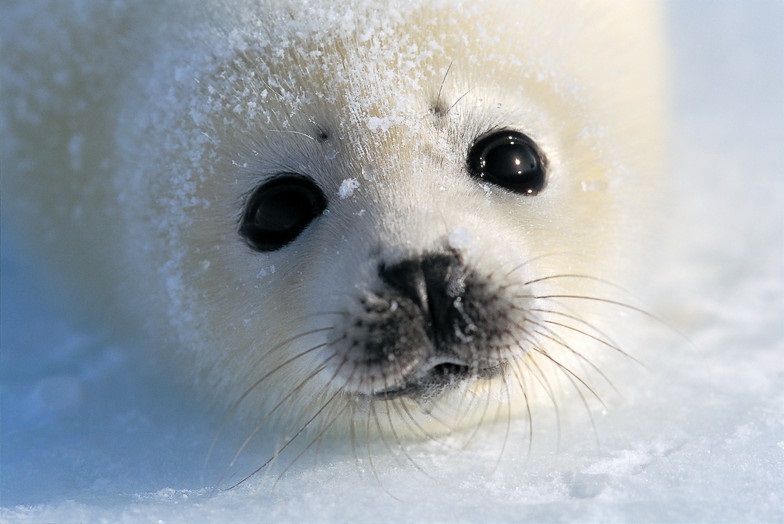 春季特別展「写真展 星野道夫 悠久の時を旅する」_展示001