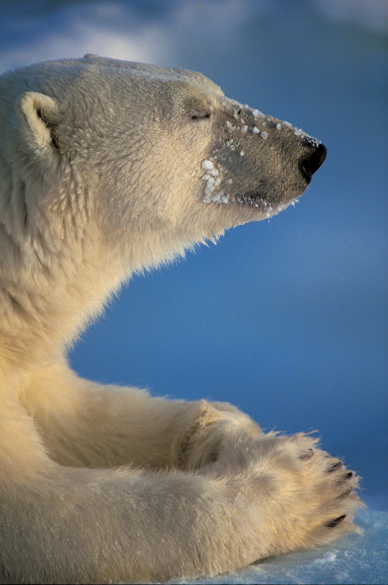 春季特別展「写真展 星野道夫 悠久の時を旅する」_展示003