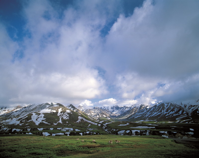春季特別展「写真展 星野道夫 悠久の時を旅する」_展示005