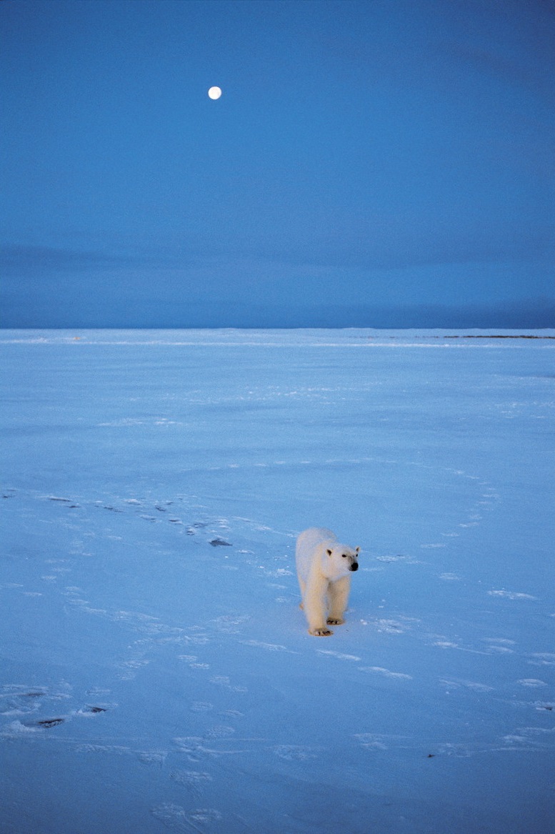 春季特別展「写真展 星野道夫 悠久の時を旅する」_展示006