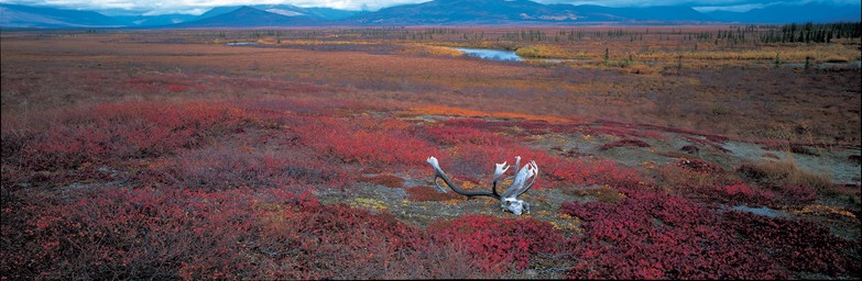 春季特別展「写真展 星野道夫 悠久の時を旅する」_展示007
