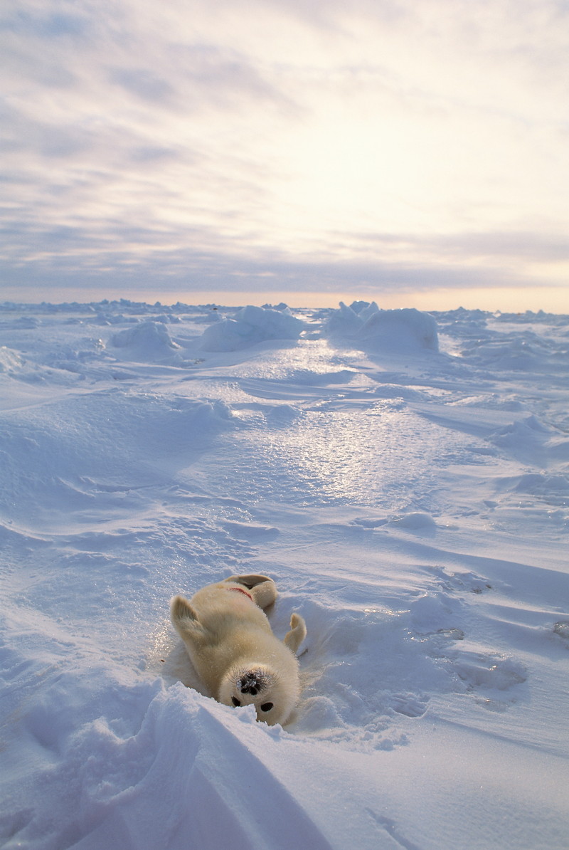 春季特別展「写真展 星野道夫 悠久の時を旅する」_展示009