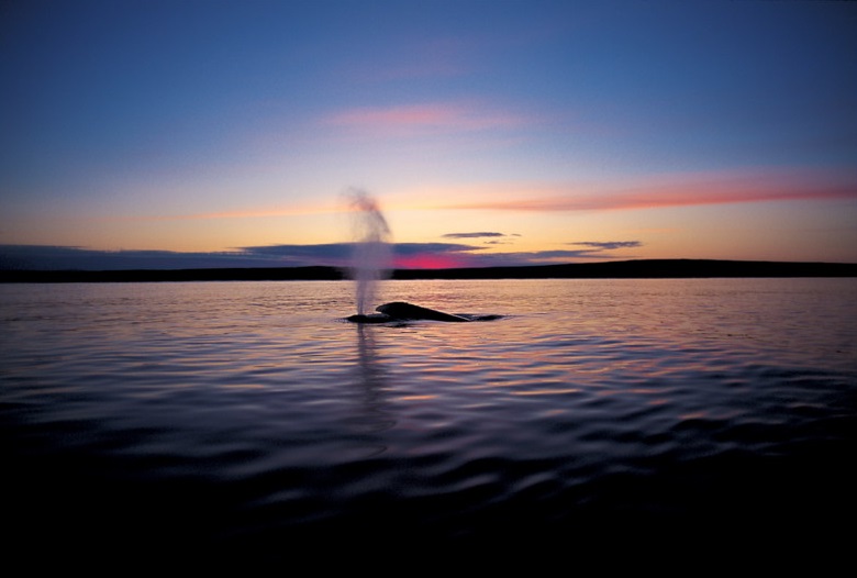 春季特別展「写真展 星野道夫 悠久の時を旅する」_展示011