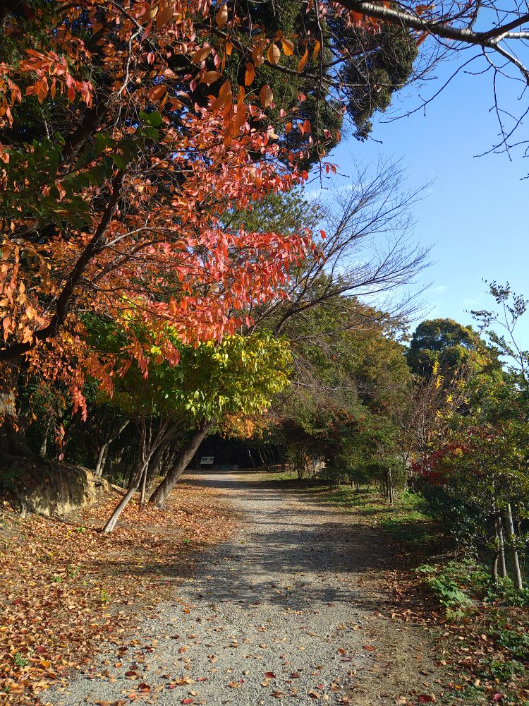 秋の水城散策路1