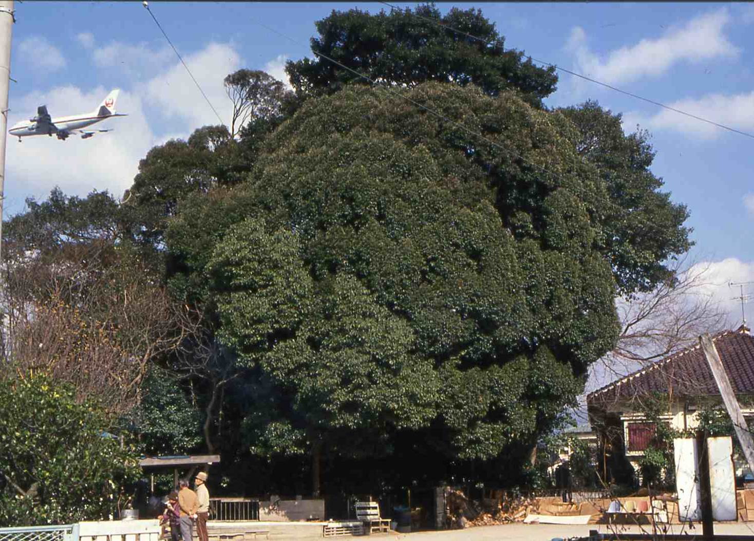 昭和60年ごろの御笠の森写真
